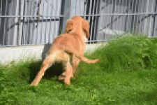 Golden Retriever (teef) 29401