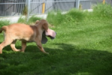 Golden Retriever (teef) 29401