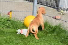 Golden Retriever (teef) 29401