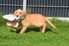 Golden Retriever (teef) 29401