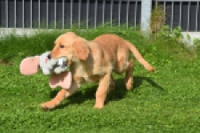 Golden Retriever (teef) 29401