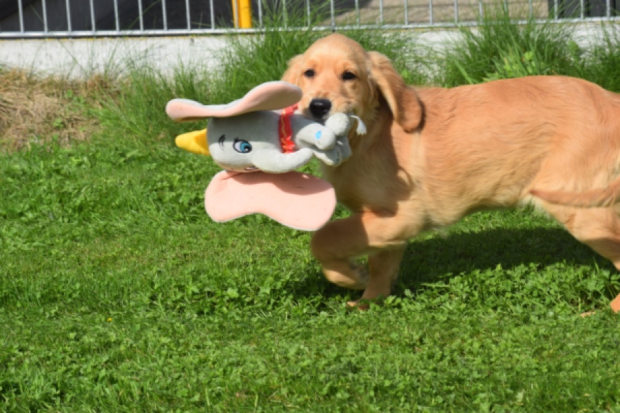 Golden Retriever (teef) 29401