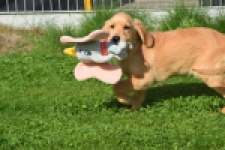 Golden Retriever (teef) 29401