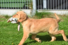 Golden Retriever (teef) 29401
