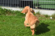 Golden Retriever (teef) 29401