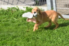 Golden Retriever (teef) 29401