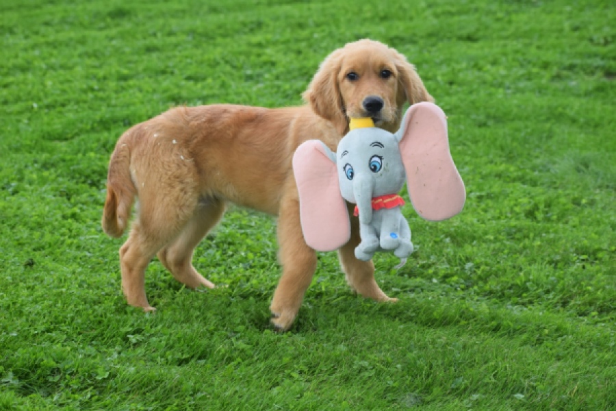 Golden Retriever (teef) 29338