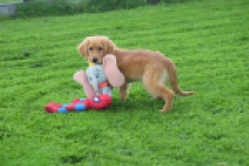 Golden Retriever (teef) 29338