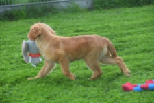 Golden Retriever (teef) 29338