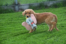 Golden Retriever (teef) 29338