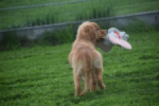 Golden Retriever (teef) 29338