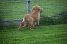 Golden Retriever (teef) 29338