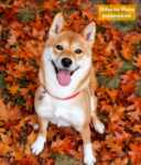 Shiba Inu (reu) 29329