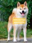 Shiba Inu (reu) 29329