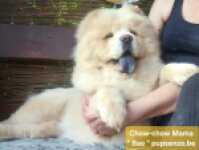 Chow Chow (teef) 29453