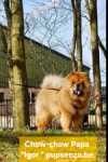 Chow Chow (teef) 29453