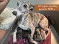 Whippet " Margeritta"