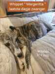 Whippet " Margeritta"