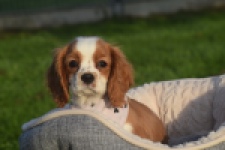 Cavalier King Charles Spaniel (teef) 65098