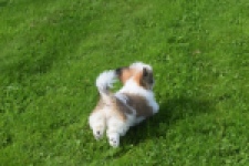 Shih Tzu (reu) 48233