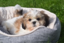 Shih Tzu (reu) 48222