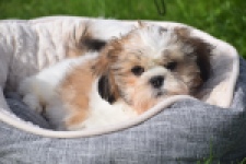 Shih Tzu (reu) 48222