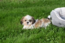 Shih Tzu (reu) 48222