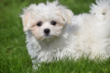 Maltezer (teef) 81090