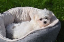 Maltezer (teef) 81090