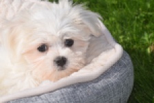 Maltezer (teef) 81090
