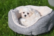 Maltezer (teef) 81090