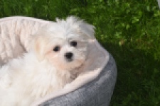 Maltezer (teef) 81090