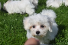 Maltezer (teef) 81090