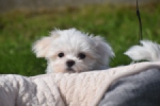 Maltezer (reu) 81099