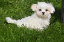 Maltezer (reu) 81099