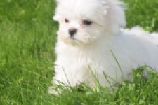 Maltezer (reu) 81099
