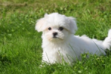 Maltezer (reu) 81099