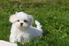 Maltezer (reu) 81099