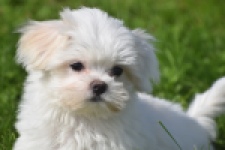 Maltezer (reu) 81099