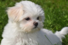 Maltezer (reu) 81099