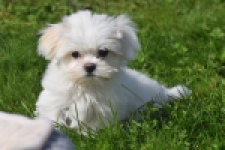 Maltezer (reu) 81099