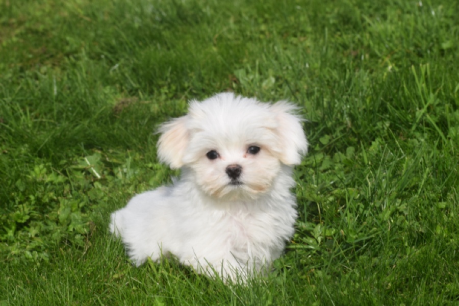 Maltezer (reu) 81099