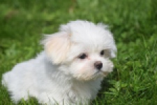 Maltezer (reu) 81099