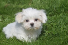 Maltezer (reu) 81099