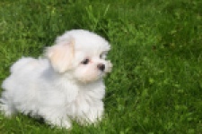 Maltezer (reu) 81099