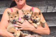 Shiba Inu (teef) 29406