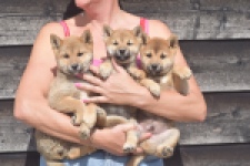 Shiba Inu (teef) 29406