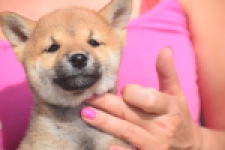 Shiba Inu (reu) 29403