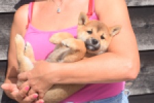 Shiba Inu (reu) 29403