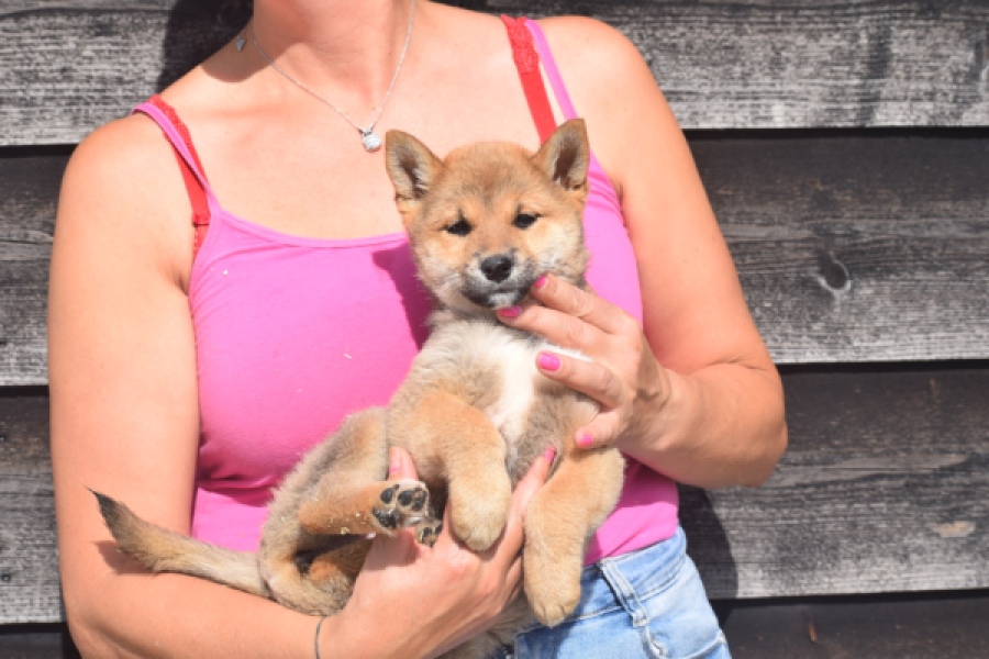 Shiba Inu (teef) 29404